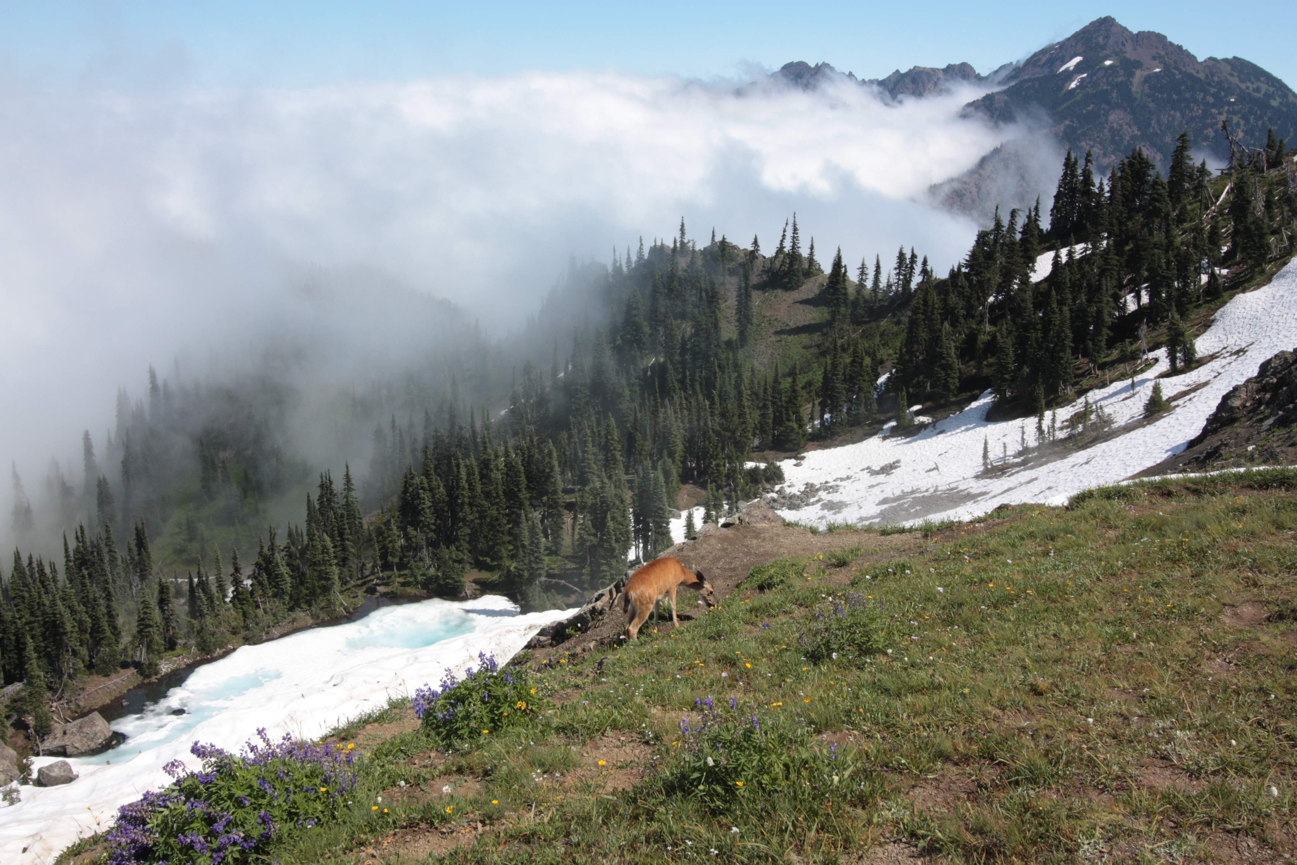 Olympic NP